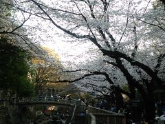 音無親水公園は日陰になってもすごい人！
とーっても美しい桜ですが、暗いよね？？