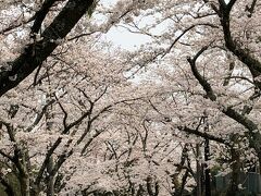 伊豆高原駅周辺の桜並木。
1981年4月1日、会社からビジネススクールへの国内留学を命じられた私は、熱川ハイツでのオリエン合宿に参加すべく、満開の桜並木を通った。
仕事に忙殺されていた昨日までは自然の推移など気づかなかったが、立場が変わるとこんなにも自然が鮮やかに見えるものかと感動を覚えたのがここの桜だった。
