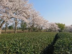 古河総合公園：無料
お茶も特産品