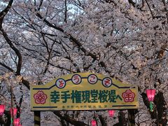 権現堂の桜堤に到着