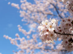 青空に桜。

美しいです。＾＾