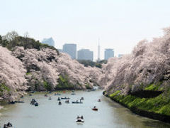 東京タワーと桜～。

ガスってよく見えませんが、東京っぽいです。

