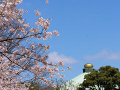 千鳥が淵の桜見物。

九段下駅からスタートです。