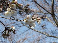 ちなみに3/23の大阪城の桜はこんな感じで咲き始め。
ほとんどツボミでした。