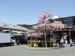 話は京都旅行記へ戻り天満橋から京阪で三条へ、
地下鉄で山科へとやって来ました。1時間ほどの道のりでした。
京都の地下鉄1日乗り放題チケットを三条駅で購入。
600円と安い。3回乗ったら元がとれる計算。

山科駅前にはいきなりピンクの枝垂れ桜がお出迎え！