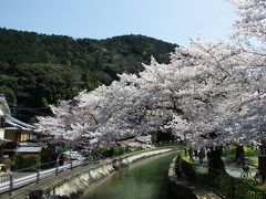 そして到着！対岸にまで伸びてるソメイヨシノ。
山科疎水は琵琶湖から京都市内に水を引く、琵琶湖疏水の分線です。