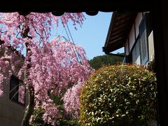 その後またまた住宅街を歩いて毘沙門堂(びしゃもんどう)を目指します。
道中にあった瑞光院のピンクの枝垂桜。
京都は枝垂れ桜も、多いんだよね～。