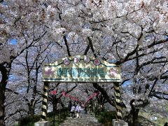見事な桜のトンネル！