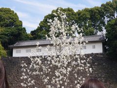 大きな木蓮の木がありました。富士見多聞櫓を背景に、絵になります。
