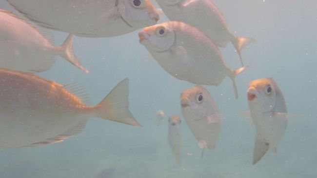 タイのピピ島 ホテル前でシュノーケリング 派手な魚が目の前に 