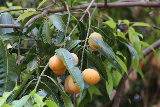 遺跡近く道路沿いの農家    ビワ  突然停車  ガイドさん ビワ   購入  <br />私は 木から取り つまみ食い  日本よりタネが無く 食べやすい<br /><br />あとで調べたら びわでは無く ほかの果物ですね