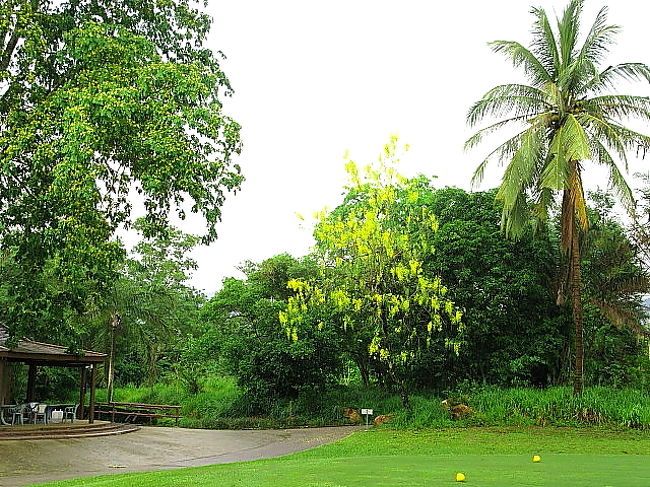 雨がおおくなってきたせいか、木立の色合いが良い<br />後半は雷雨で４０分中断...グリーンは遅めになったが、すぐ乾いた
