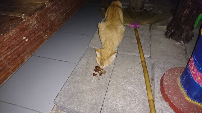 タイの猫って鶏肉を好んで食べてました。