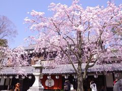 日牟禮八幡宮の大きな鳥居をくぐった先には、クラブハリエやたねやがあり、その店舗の前は無料の駐車場になっていますが、桜が満開の週末という事もあってもちろん超満車状態。　

やっぱり停められないか～…と思いつつ、近くのコインパーキングも調べて来ていたのですが、日牟禮八幡宮のちょっと裏手にお客様用駐車場があり、タイミング良く最後の1台が空いていました!　めっちゃラッキー☆　これで、駐車場の心配をせず観光出来ます!