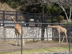 上のカズキが大好きなキリン。