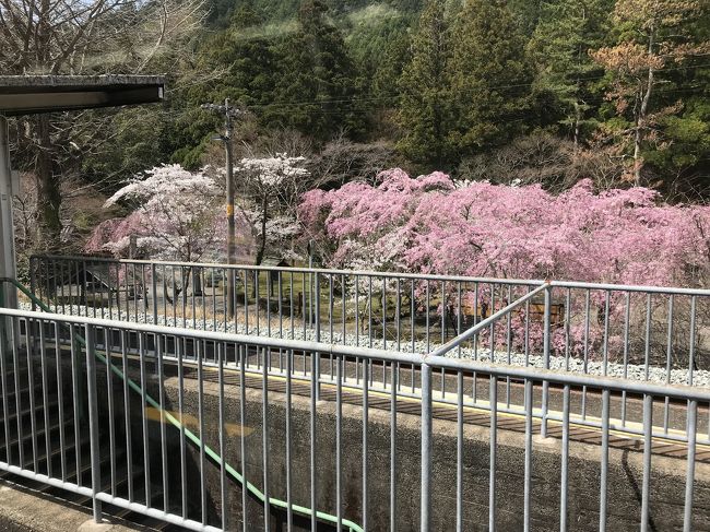 青春18切符の旅2018年3月:名古屋発。紀勢本線~熊野古道(熊野市)ウォーク~