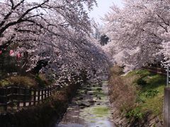 途中、桜が綺麗な水辺があったので、慌てて車を停めて１枚だけ撮りました。