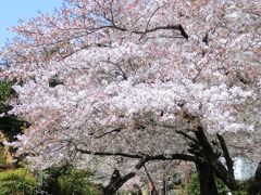 ＠目黒川緑道

中目黒に続く目黒川緑道。
池尻大橋から中目黒方面と逆に進むと、緑道が続き、人も少なく、桜並木を独占しながらお散歩できます。
超～穴場です。