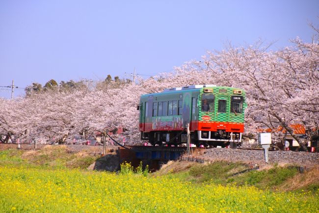 ブララブコー 春限定 サクラと菜の花と真岡鐵道 真岡 栃木県 の旅行記 ブログ By ラブコーさん フォートラベル