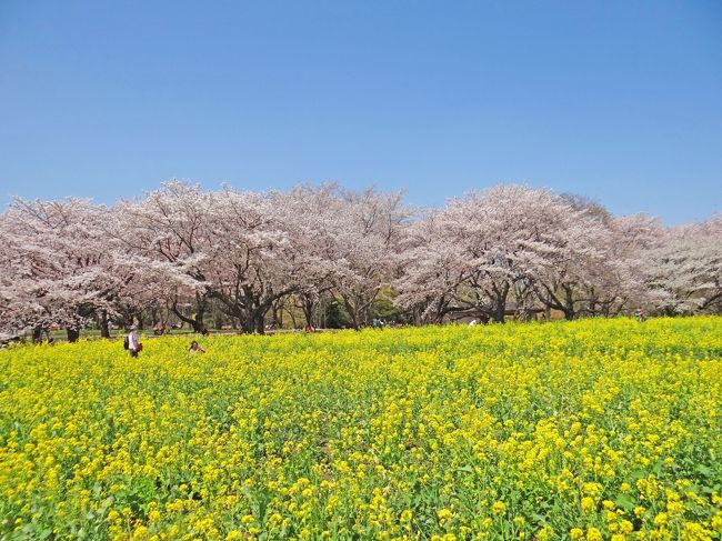 花の立川 昭和記念公園 4月中旬 Ii 立川 東京 の旅行記 ブログ By Bunbunさん フォートラベル