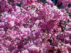 佃大橋を潜って進んだ佃公園の桜は満開で濃いピンクが鮮やか。