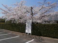  田県神社に向かいます。

 桜はすでに満開です。