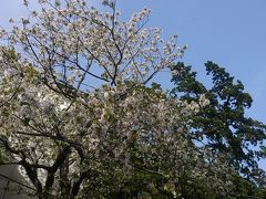 白旗神社前の桜です。