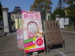 京都府庁の観桜祭  穴場です