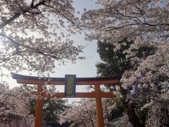 桜名所 平野神社へ。人が多い。