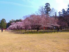 まず上賀茂神社に立ち寄りました。
二ノ鳥居前に広がる馬場の東側に桜があります。