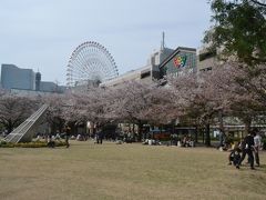 ワールドポーターズの方でも、桜の下で花見をしている人がたくさんいました。
みなとみらいで花見って、いいですね。
