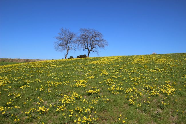 福島 水仙の丘 ２０１８ 西白河 岩瀬 福島県 の旅行記 ブログ By J Ryuさん フォートラベル