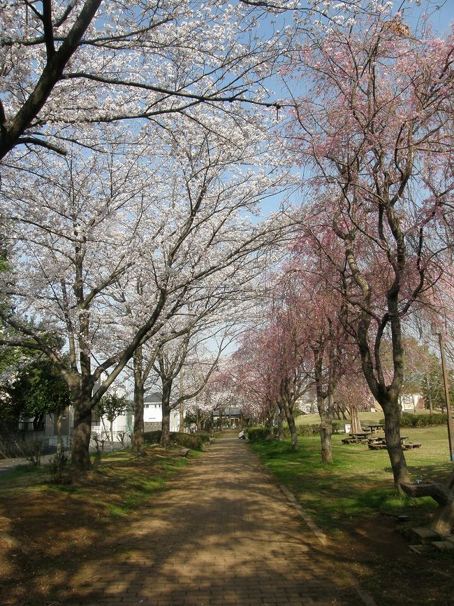 旧久喜市の桜スポットを巡る・・・6-4 吉羽公園のしだれ桜』幸手