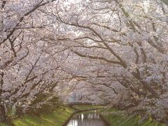 1日目　3月31日　7：00　すみれ台　木屋川堤

昨晩出発して東名道/牧之原SAにて車中泊、6時起床。
以前、下見しておいた桜堤へ。

桜は少し散り始め。

