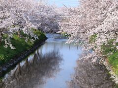 7：30　大住　黒石川堤

移動途中、綺麗だったので立ち寄り。
桜は満開。