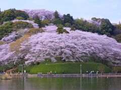 8：20　蓮華寺池公園

400年前に沼地を灌漑用のため池に整備し堤防と水門が築かれた蓮華寺池。

1300本の桜が満開。


入園料　無料
駐車場　無料