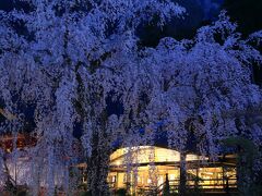 2日目　4月1日　5：00　身延山久遠寺（くおんじ）

4時起床。

樹齢400年、報恩閣前の枝垂れ桜が見頃。
今年の見頃は3月27日頃から。


拝観料　無料
駐車場　300円/1時間＋100円/30分
※日中は交通規制有り。