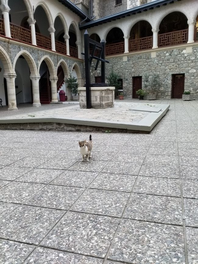 猫が沢山いましたが、<br />この猫は、持参してた<br />サキイカ、食べなかった。<br />