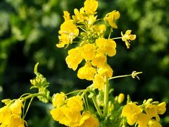 帰る途中に「菜の花畑」を見かけました。
まだ、満開にはなっていませんでしたが・・・