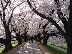 背割り桜もう散り始めてました。