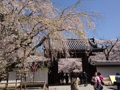 醍醐寺の入り口。入り口の枝垂桜はやや葉が出ていました。