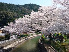 山科駅から歩いて毘沙門堂に向かう途中に山科疎水があります。例年より菜の花が少ない。