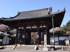 JR石山駅からバスで山門前で降りました。駐車場や道路沿いの桜は満開でした。