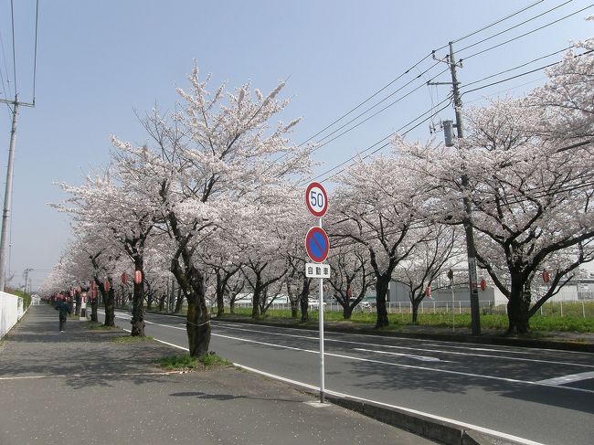旧久喜市の桜スポットを巡る・・・6-6三列桜並木の清久さくら通りと清久工業団地周辺の桜