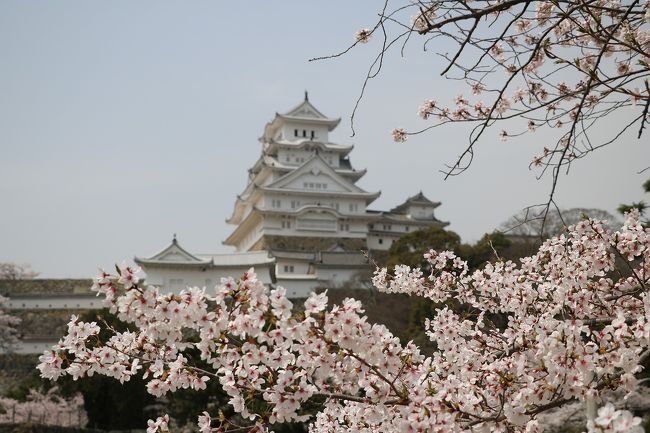 姫路城の桜めぐり 姫路 兵庫県 の旅行記 ブログ By 旅好き長さんさん フォートラベル