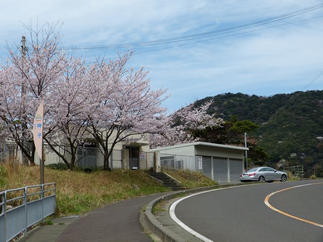 神子の山桜 2018年 美浜 三方五湖周辺 福井県 の旅行記 ブログ By Sirabesuさん フォートラベル 神子の山桜 2018年 美浜 三方五湖周辺 福井県 の旅行記 ブログ By Sirabesuさん フォートラベル