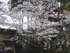 今回は昨年から始めている鎌倉二十四地蔵巡りを絡めた散策
北鎌倉からすぐの円覚寺に8:40ころ到着
桜のなか円覚寺を歩きます