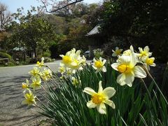 次は切通を抜けて浄光明寺

林の先の寿福寺（鎌倉２４）、少し遅かった彼岸花の英勝寺、萩の浄光明寺（鎌倉２５）、宝戒寺（鎌倉２）
https://4travel.jp/travelogue/10946878