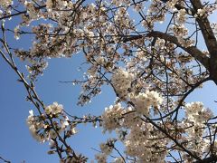 桜は五分咲きかな。