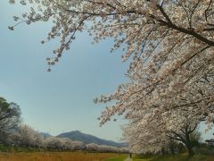 こだま千本桜は小山川の河川敷の5kmにわたり1100本以上の桜が植えられていて、春になると河川敷が桜色に染まる場所で、埼玉県内でも人気のスポットだ。